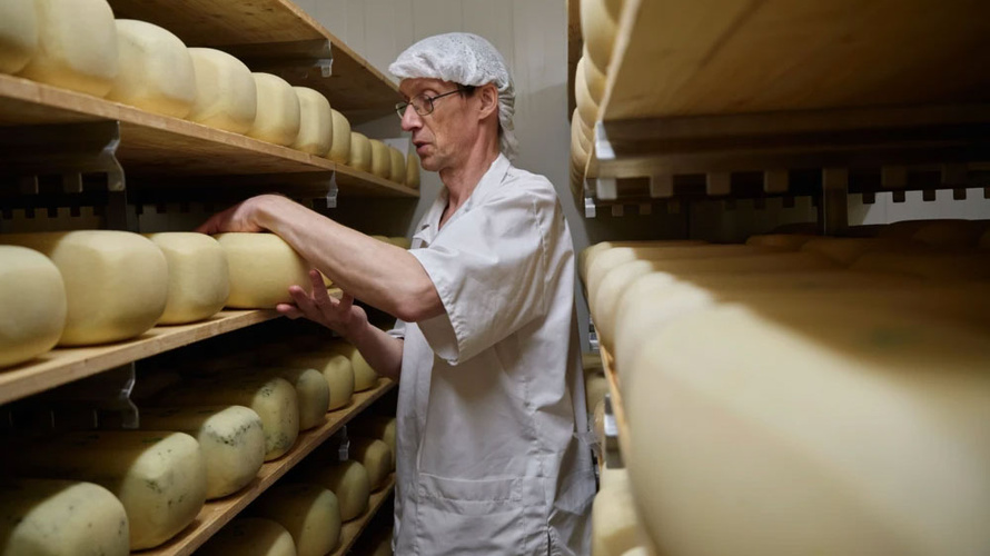 Käser wendet Käselaibe in Käseregalen