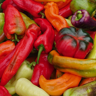 Produktfoto zu Freilandpaprika mix