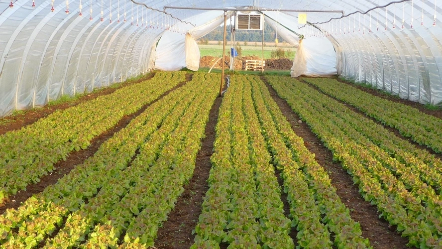 Gewächshaus mit Salaten