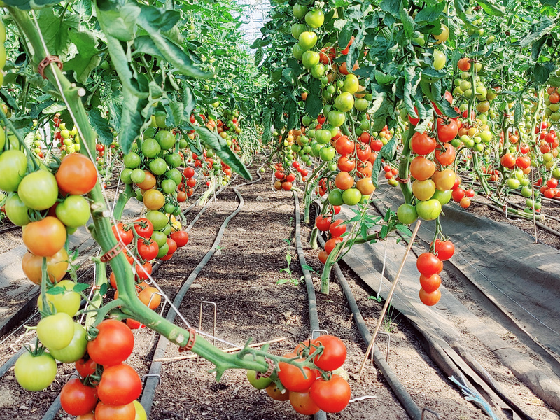 Tomatenpflanzen mit vielen Früchten
