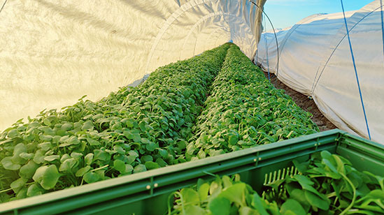 Winterpostelein ernten im Januar