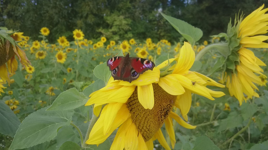 Roter Schmetterling auf Sonnenblume im Sonnenblumenfeld