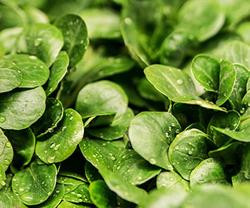 Produktfoto zu Feldsalat