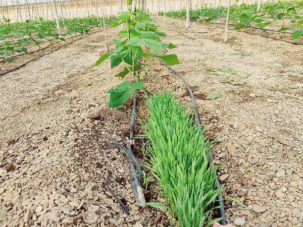 KI generiert: Das Bild zeigt ein dichtes grünes Pflanzbett mit einer Bewässerungsanlage, umgeben von weiteren Reihen von Pflanzen in einem Gewächshaus. Im Vordergrund wächst eine Reihe von jungen Pflanzen in einem Erdbeet.