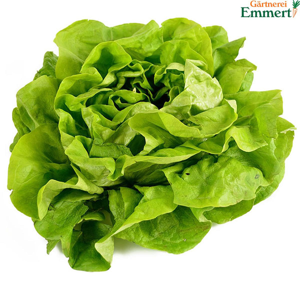 Produktfoto zu Kopfsalat