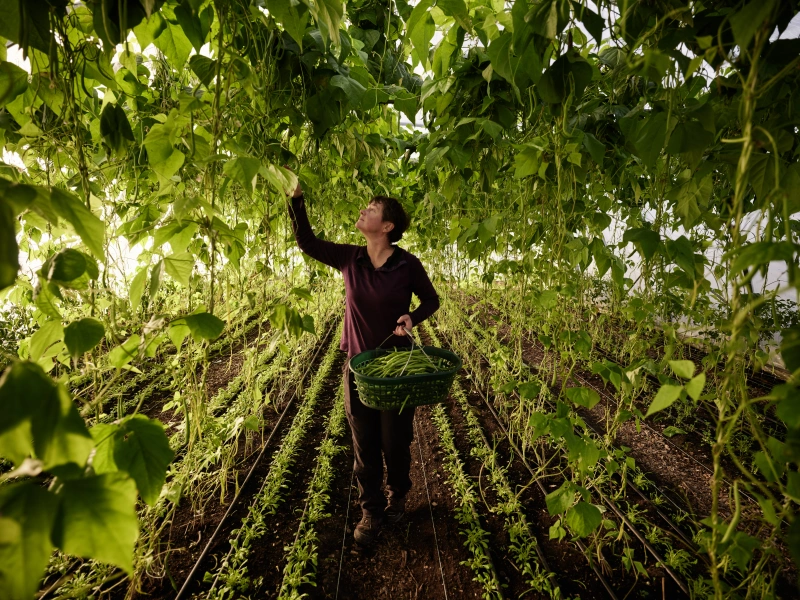 Eine Frau erntet Stangenbohnen
