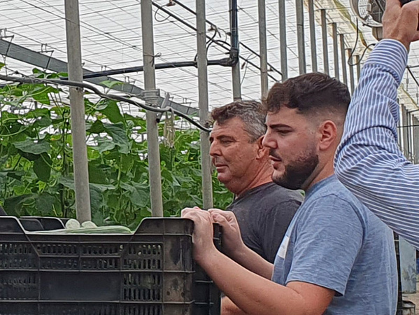 KI generiert: Das Bild zeigt zwei Männer in einem Gewächshaus, die Kisten mit Gemüse betrachten oder bearbeiten. Im Hintergrund sind grüne Pflanzenreihen zu sehen.
