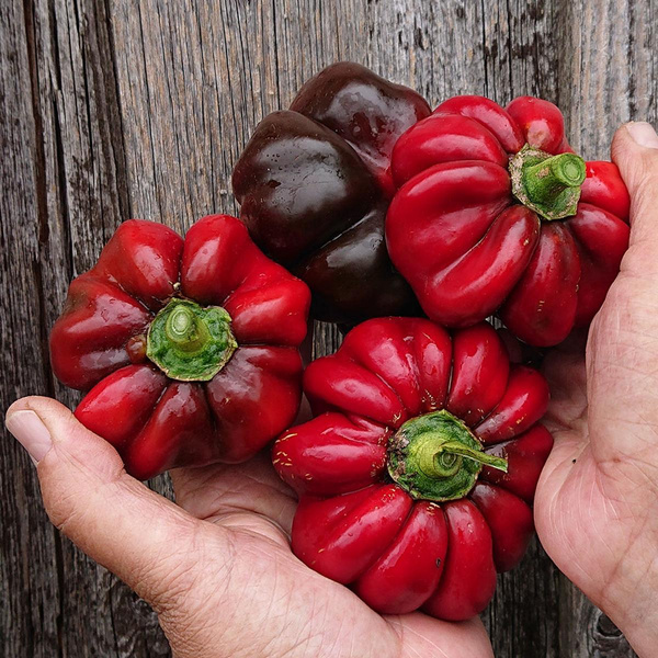 Produktfoto zu Paprika 'Ratunda rot'