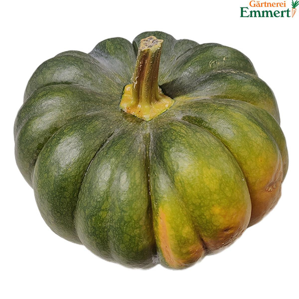 Produktfoto zu Muskatkürbis, kleinfallende Sorte