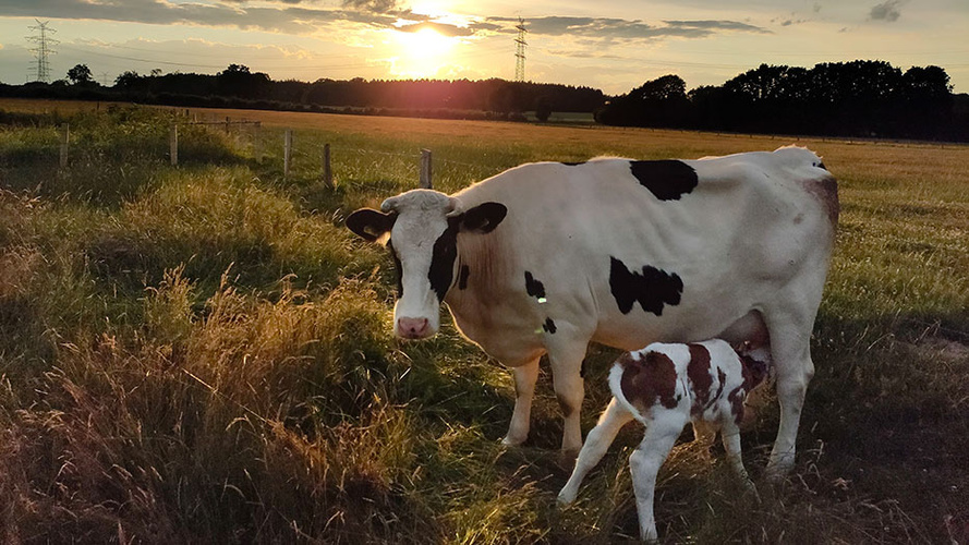 Kuh mit Kalb auf der Weide beim Sonnenuntergang