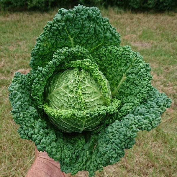 Produktfoto zu Frühwirsing