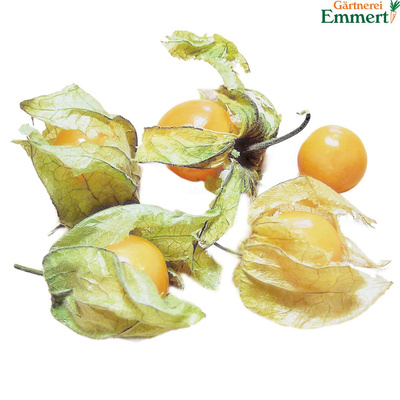 Produktfoto zu Physalis