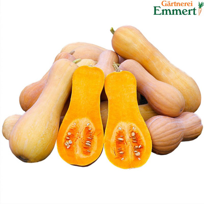 Produktfoto zu Kürbis Butternut