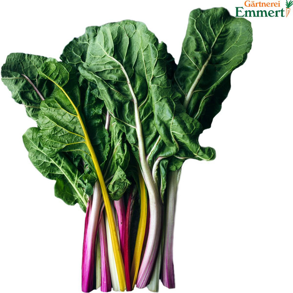 Produktfoto zu Mangold bunt