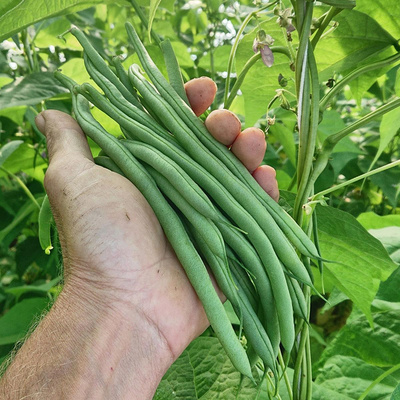 Produktfoto zu Stangenbohnen rund