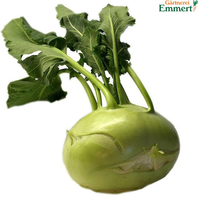 Produktfoto zu Kohlrabi