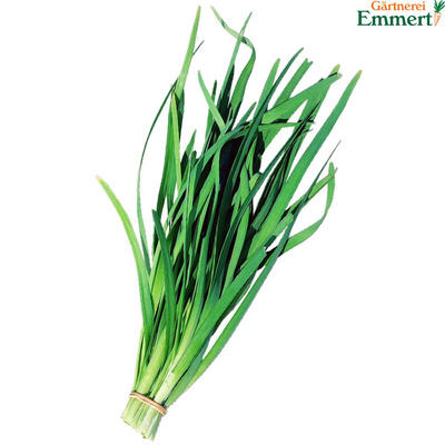 Produktfoto zu Schnittknoblauch