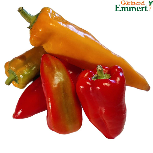 Produktfoto zu Freilandpaprika mix