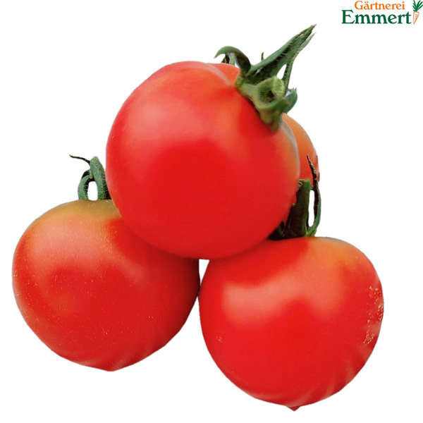 Produktfoto zu Tomaten 'Ruthje'