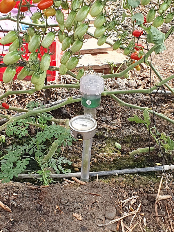 KI generiert: Das Bild zeigt eine Pflanze mit grünen und reifen roten Tomaten, daneben befindet sich ein Bodenfeuchtigkeitsmesser. Im Hintergrund sind weitere Pflanzen und Bewässerungsschläuche zu sehen.