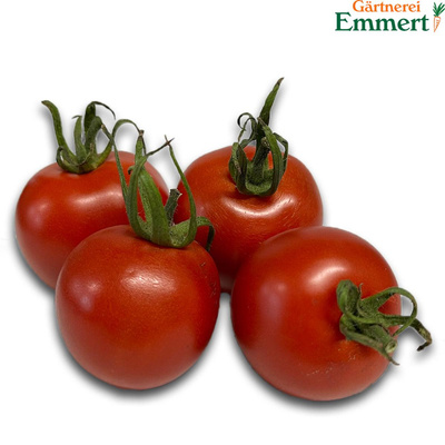 Produktfoto zu Tomate " Dorenia"