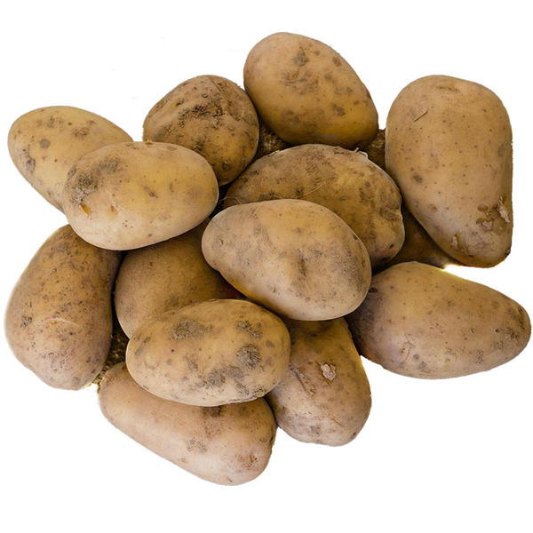 Produktfoto zu Kartoffeln "Regina" festk 2,5 Kg