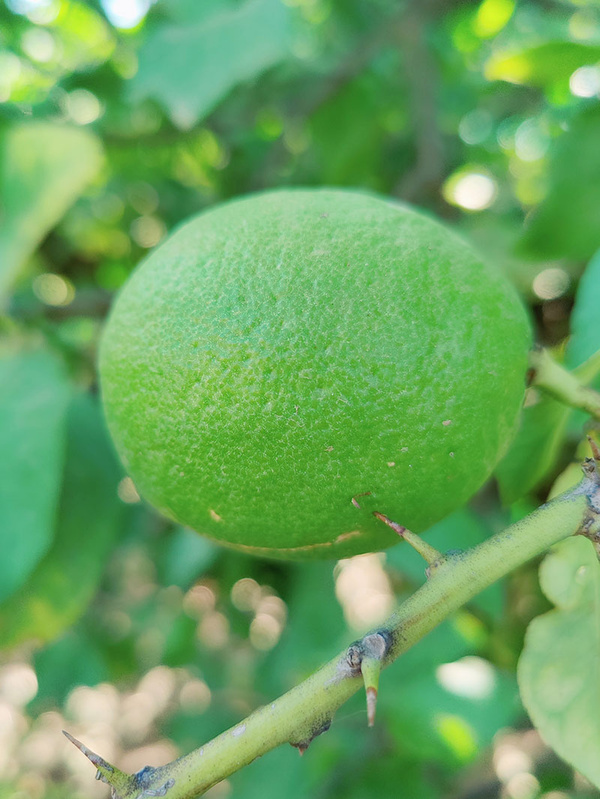 KI generiert: Das Bild zeigt eine grüne Zitrusfrucht, die an einem Zweig mit Dornen hängt. Im Hintergrund sind unscharfe grüne Blätter zu sehen.