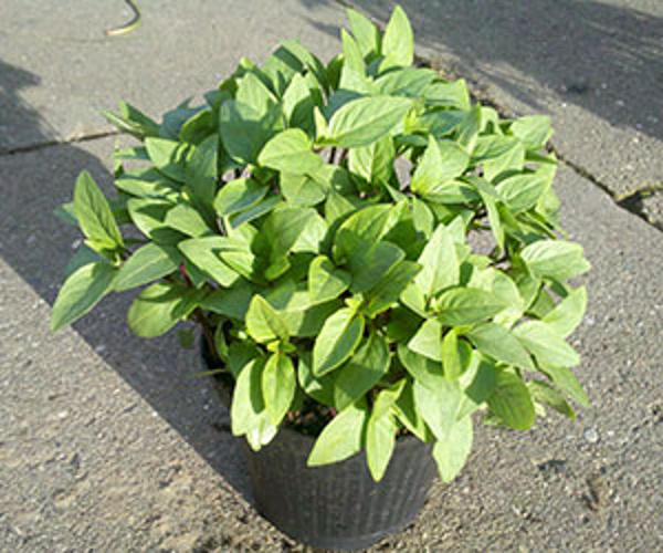 Produktfoto zu Thai-Basilikum im Topf