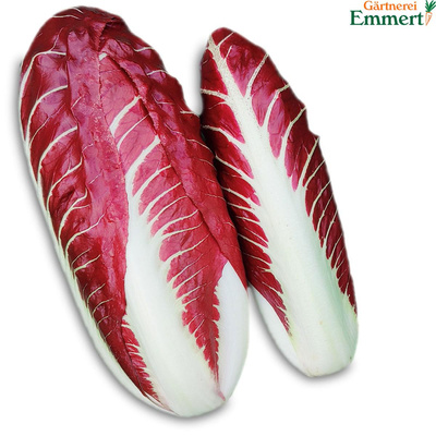 Produktfoto zu Radicchio 'Treviso'