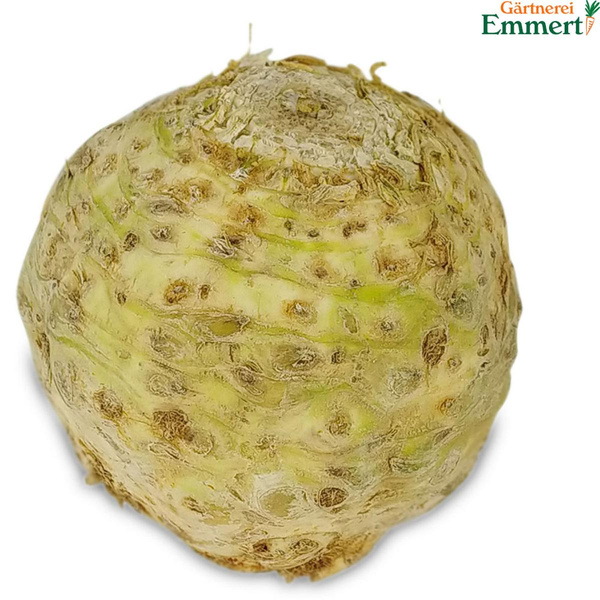 Produktfoto zu Knollensellerie