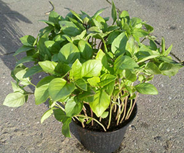 Produktfoto zu Zimtbasilikum im Topf