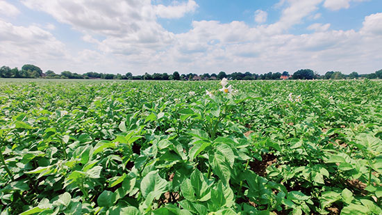 Kartoffeln am 26. Juni in Kollow