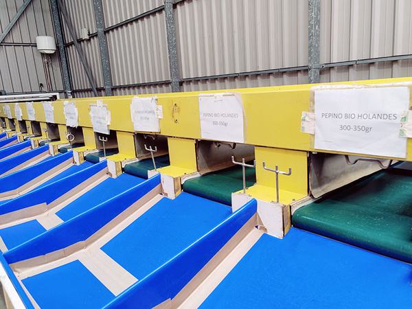 KI generiert: Das Bild zeigt eine Sortier- und Verpackungsanlage für Gurken in einer lagerähnlichen Umgebung. Die Gurken werden auf Förderbändern mit verschiedenen Schildern bezüglich ihrer Kategorien und Gewichte sortiert.