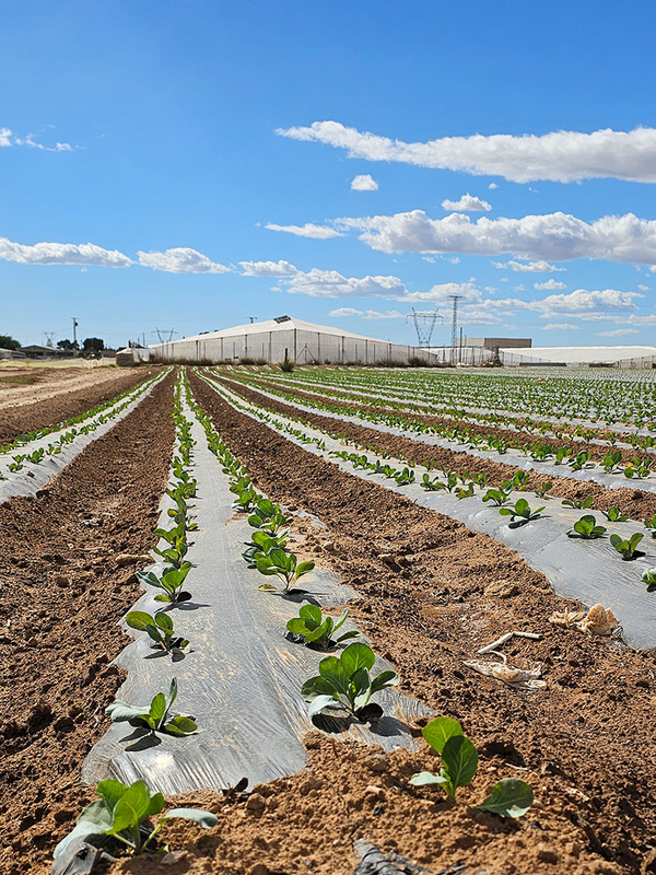 KI generiert: Das Bild zeigt Reihen von jungen Pflanzen, die auf einem landwirtschaftlichen Feld unter klarem, blauem Himmel wachsen. Im Hintergrund sind Gewächshäuser sichtbar.