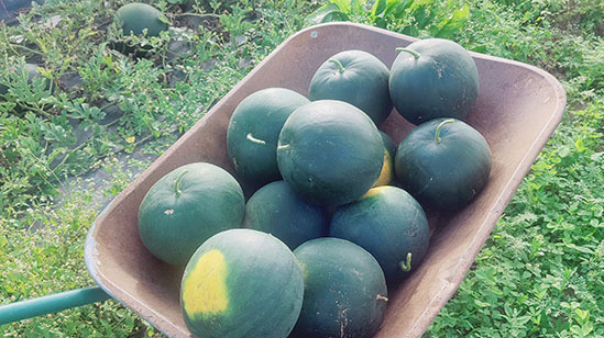 Wassermelonen aus dem Freiland