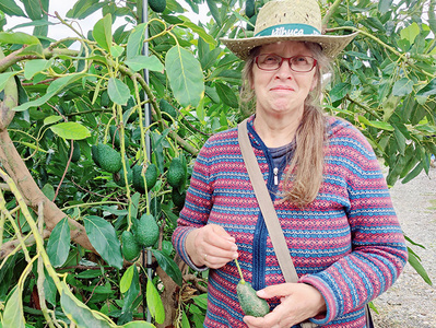 Eine Person steht vor einem Avocadobaum und hält eine Avocado.