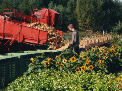 Ernte von Zwiebeln mit dem Kartoffelroder.  Beim abladen hilft ein junger Mann.