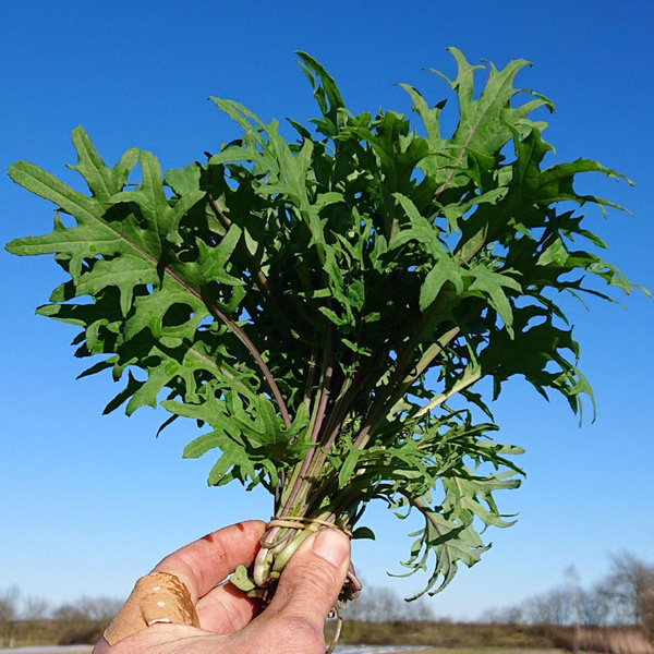 Produktfoto zu Baby Kale " Red Russian"