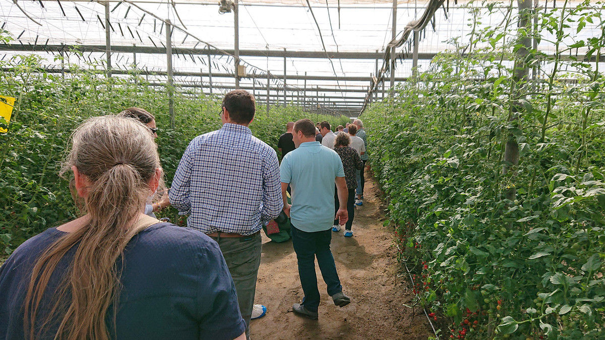 KI generiert: Das Bild zeigt eine Gruppe von Menschen, die durch ein großes Gewächshaus mit Tomatenpflanzen gehen. Sie scheinen an einer Führung oder Besichtigung teilzunehmen.