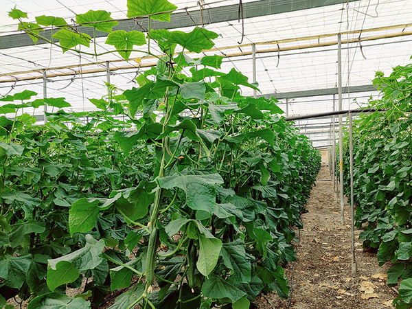 KI generiert: Das Bild zeigt ein Gewächshaus mit langen Reihen von Gurkenpflanzen, die hoch gespannt sind. Die Pflanzen sind dicht bewachsen und es sind Kletterhilfen zu erkennen.