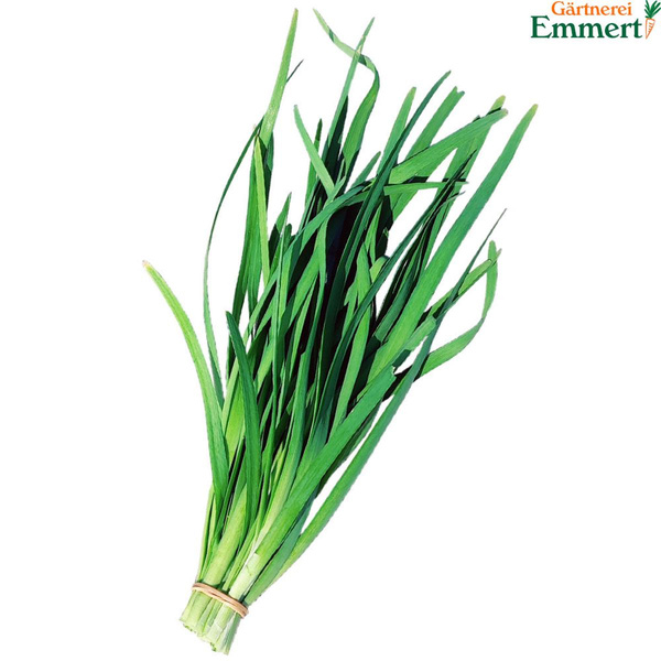 Produktfoto zu Schnittknoblauch