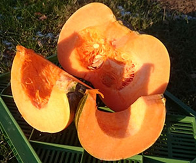 Produktfoto zu Muskatkürbis