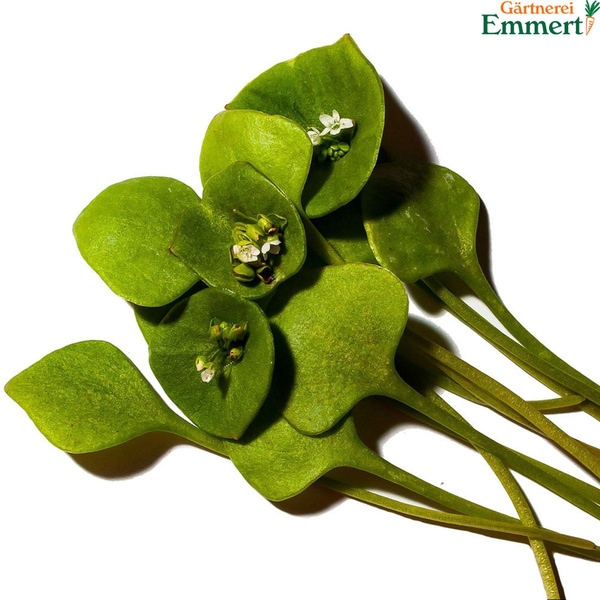 Produktfoto zu Winterpostelein