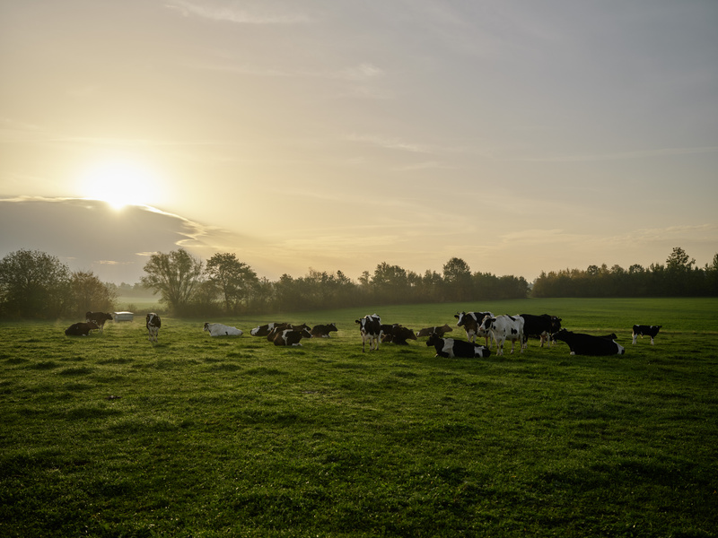 Morgenstimmung bei den Kühen auf der Weide