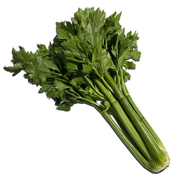 Produktfoto zu Stangensellerie