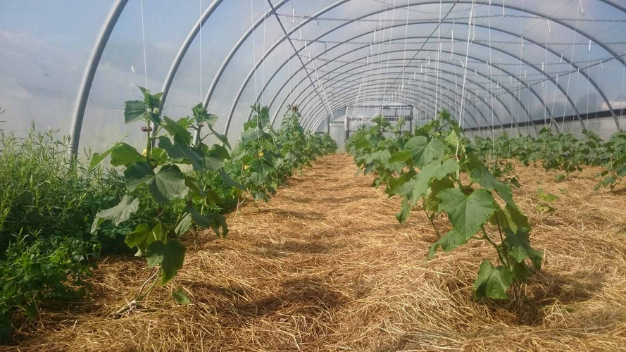 Gurkenpflanzen auf Grünschnitt im Folientunnel