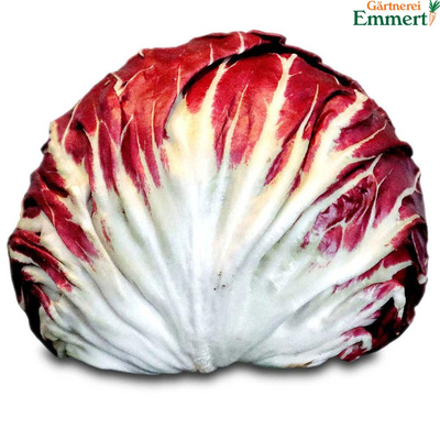 Produktfoto zu Radicchio