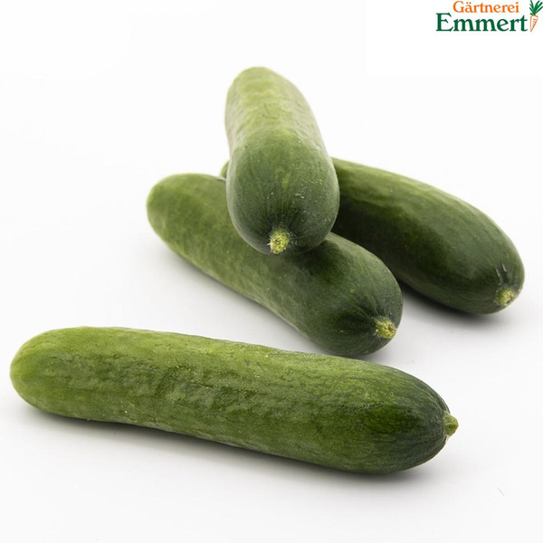 Produktfoto zu Minigurken