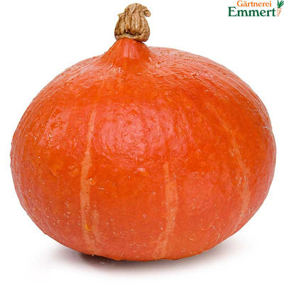 Produktfoto zu Kürbis Hokkaido