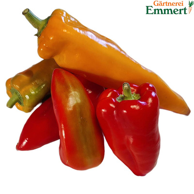 Produktfoto zu Freilandpaprika mix